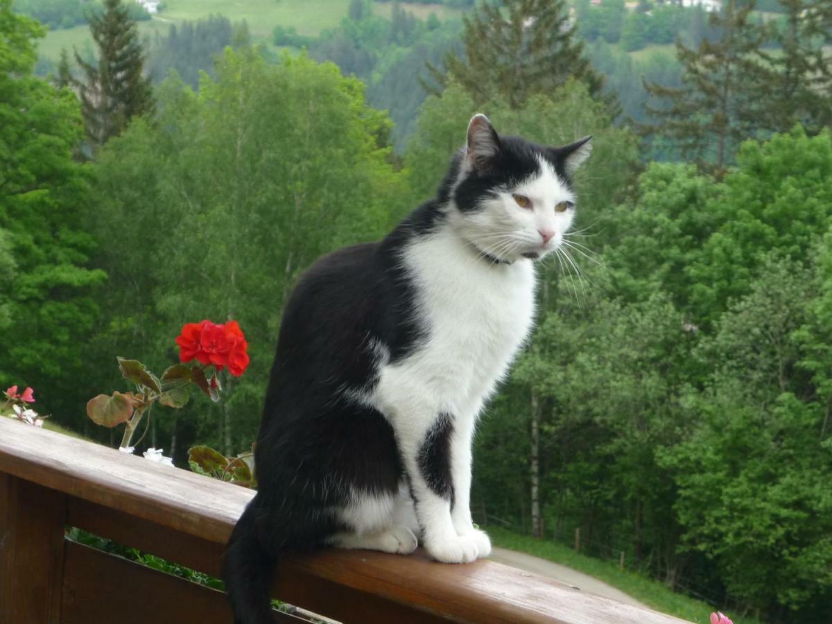 Laxhube Villa Gmund in Karnten Bagian luar foto